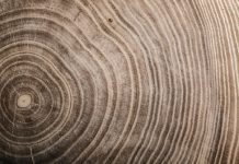 Research: Climate change is giving old trees a growth spurt —