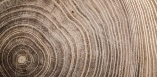 Research: Climate change is giving old trees a growth spurt —