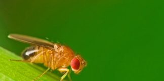 Study: Discovery sheds light on how daytime naps and wakefulness contribute to survival — (Details)