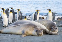 Research: Antarctic biodiversity hotspots exist wherever penguins and seals poop —