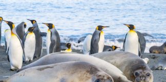 Research: Antarctic biodiversity hotspots exist wherever penguins and seals poop —