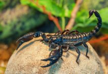 Research: New brain tumor imaging technique uses protein found in scorpion venom —