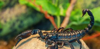 Research: New brain tumor imaging technique uses protein found in scorpion venom —