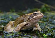 Research: Compelling research reveals fatal spread of Ranavirus will increase if carbon emissions are not reduced —