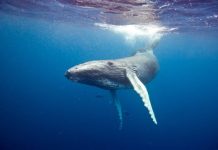 Research: Researchers break down DNA of world’s largest mammals —