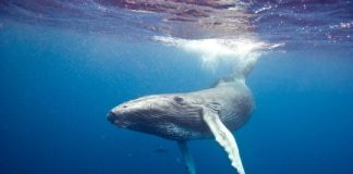 Research: Researchers break down DNA of world’s largest mammals —