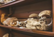 Research: New data platform illuminates history of humans’ environmental impact —