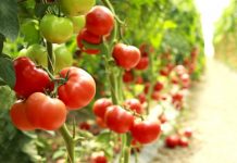 Research: Nearly 5,000 new tomato genes mapped —