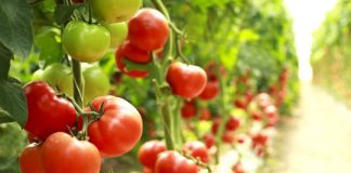 Research: Nearly 5,000 new tomato genes mapped —