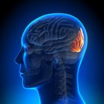 Study: Brain region that watches for walls identified — (Details)