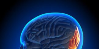 Study: Brain region that watches for walls identified — (Details)