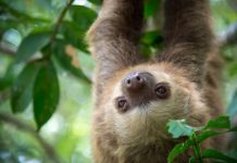 Research: Evolutionary backing found in analysis of mammalian vertebrae —