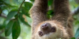 Research: Evolutionary backing found in analysis of mammalian vertebrae —