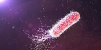 Research: Pseudomonas bacteria detect and respond to the speed (shear rate) of flowing fluids —