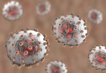 Research: Study uncovers key mechanism that allows some of the world’s deadliest viruses to replicate —