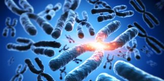 Study: A study of prostate cancer finds ‘aneuploid’ tumors are more likely to be lethal than tumors with normal chromosome numbers — (Details)