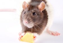 Research: Treats might mask animal intelligence —