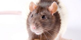 Research: Treats might mask animal intelligence —