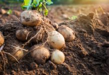 Research: Researchers succeed in growing potatoes even at high temperatures —