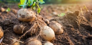 Research: Researchers succeed in growing potatoes even at high temperatures —