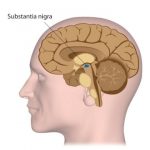 Study: Characterizing the relay station in the brain that controls our movements — (Details)