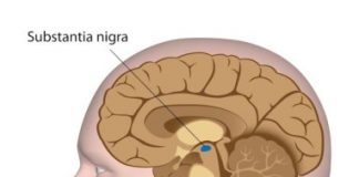 Study: Characterizing the relay station in the brain that controls our movements — (Details)