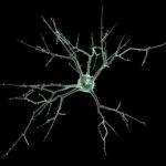 Study: Researchers are developing a novel human nerve cell model — (Details)