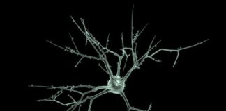 Study: Researchers are developing a novel human nerve cell model — (Details)