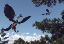 Research: Archaeopteryx gets company —