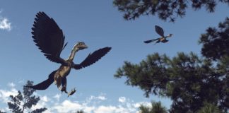 Research: Archaeopteryx gets company —