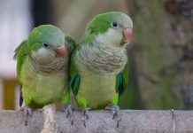 Research: Escaped pet parrots are now naturalized in 23 US states, study finds —