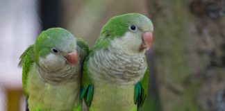 Research: Escaped pet parrots are now naturalized in 23 US states, study finds —
