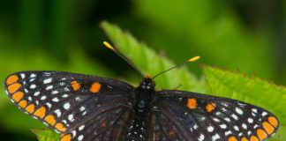 Offbeat: Using just 15% of urban space for favorable habitat can help species reach more complete, suitable habitats more quickly —