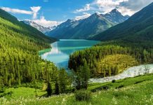 Research: Amount of carbon stored in forests reduced as climate warms —