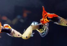 Research: New study shows psychological concept underpins mating choices —