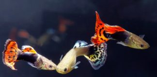Research: New study shows psychological concept underpins mating choices —