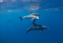 Research: CT scan of 30-million-year-old fossil indicates echolocation evolved more than once —