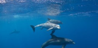 Research: CT scan of 30-million-year-old fossil indicates echolocation evolved more than once —