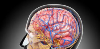 Study: Blood flow command center discovered in the brain — (Details)