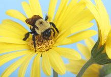 Research: Fewer plants cause developmental delays for prolific produce pollinators —