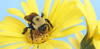 Research: Fewer plants cause developmental delays for prolific produce pollinators —