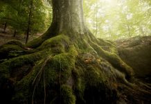 Research: Mapping microbial symbioses in forests —