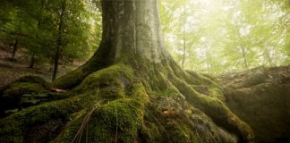 Research: Mapping microbial symbioses in forests —