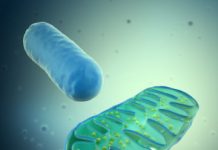 Research: How egg cells choose their best powerhouses to pass on —