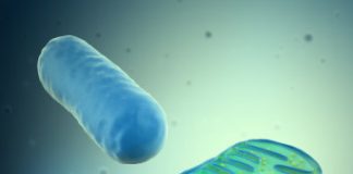 Research: How egg cells choose their best powerhouses to pass on —