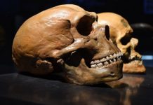 Research: Neanderthals and modern humans diverged at least 800,000 years ago, research on teeth shows —