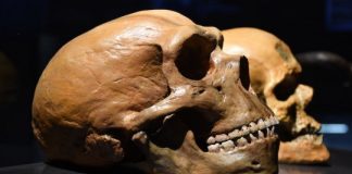 Research: Neanderthals and modern humans diverged at least 800,000 years ago, research on teeth shows —