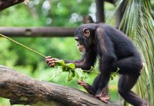 Research: Captive chimpanzees spontaneously use tools to excavate underground food —