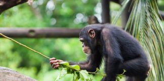 Research: Captive chimpanzees spontaneously use tools to excavate underground food —