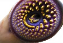 Research: Jawless fish take a bite out of the blood-brain barrier —